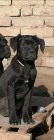 Cane corso �t��ata