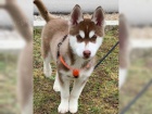 Sibirsk� Husky Deti
