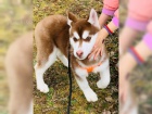 Sibirsk� Husky Deti