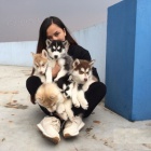 Roztomil�, 100% modre o�i Siberian Husky �t��ata S PP.