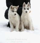 Sibi�sk� Husky - origin�l �t���tka s PP