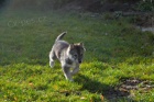 Sibi�sk� Husky - origin�l �t���tka s PP