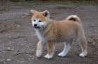 Akita-inu s PP