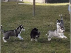 Sibi�sk� husky �t��ata.