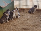 �t�n� sibi�sk�ho husky (pes / fena) s pap�ry od renomovan�ho chovu !!
