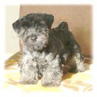 �esk�ho teri�ra