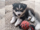 �t���tka sibi�sk�ho husky