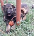 N�meck� ov��k �t��ata s PP