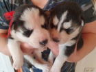 Sibi�sk� husky �t��ata! Cuddly rascals t� hledaj�