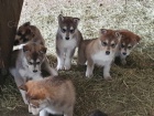 Roztomil� �tene Sibi�sk� husky �tenata s PP