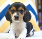 Dotaz k inzeratu nyn� k dispozici, kr�sn� a hrav� �t��ata beagle samc� a samic k dispozici k adopci 12 t�dn� star� na