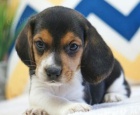 Dotaz k inzeratu nyn� k dispozici, kr�sn� a hrav� �t��ata beagle samc� a samic k dispozici k adopci 12 t�dn� star� na