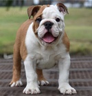 �t��ata anglick�ho buldoka