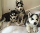  Sibi�sk�ho husky �t��ata s Fci / Vdh-Dcnh