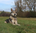 Saarloos�v vl��k