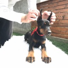 �t���tka Dobermana pin�e
