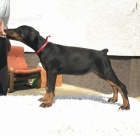 �t���tka Dobermana pin�e