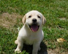 �t��ata labradora (k dispozici)