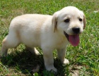 �t��ata labradora (k dispozici)