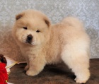 �t��ata chow chow (k dispozici)