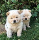 �t��ata chow chow (k dispozici)