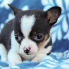 skv�l� �ivava �t��ata pro d�rkov� kontakt s va��m ��slem Whatsapp