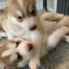 Kr�sn� �t���tka husky 