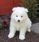 Samojed �t��ata mmfd