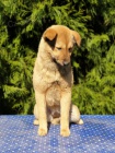 Korejsk� Jindo Dog