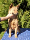 Korejsk� Jindo Dog