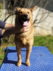 Korejsk� Jindo Dog