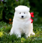 Samoyed