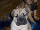 bullmastiff  bullmastiff