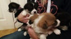 Welsh Pembroke corgi tri barevn� t. Byli vychov�ni v na�em dom� spolu se svou matkou a t�tou. s certifik�tem 5 generace, od�erven� o�kov�n� a mikro�ip