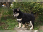 krsn ttka Akita Inu k adopci