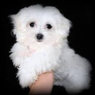 maltsk� �t��ata