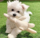 maltsk� �t���tka k adopci. v�ce informac� a obr�zk�