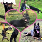 N�meck� ov��k