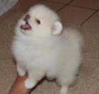 Mal ttka Pomeranian tata k adopci