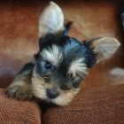 jork��rsk� �t��ata