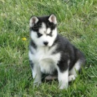 �t��ata sibi�sk�ho husky