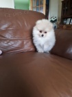 Pomeranian�