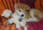 �t��ata Akita Inu.