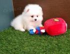 Samci a samice pomeransk�ch �t��at k adopci