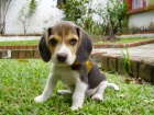 Samci a samice beagle �t��ata k adopci