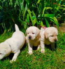 roztomil� �t��ata labradora