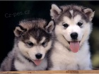 Alja�sk� d�ti Malamute jsou k dispozici co nejd��ve