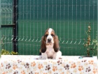 zdrav ttka Basset Hound