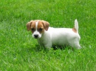 �istokrevn� Jack Russell Terrier