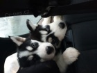 �istokrevn� �t��ata sibi�sk�ho husky hledaj� domov